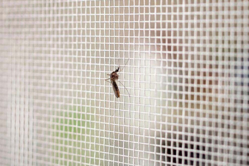 Toldelux mosquitera