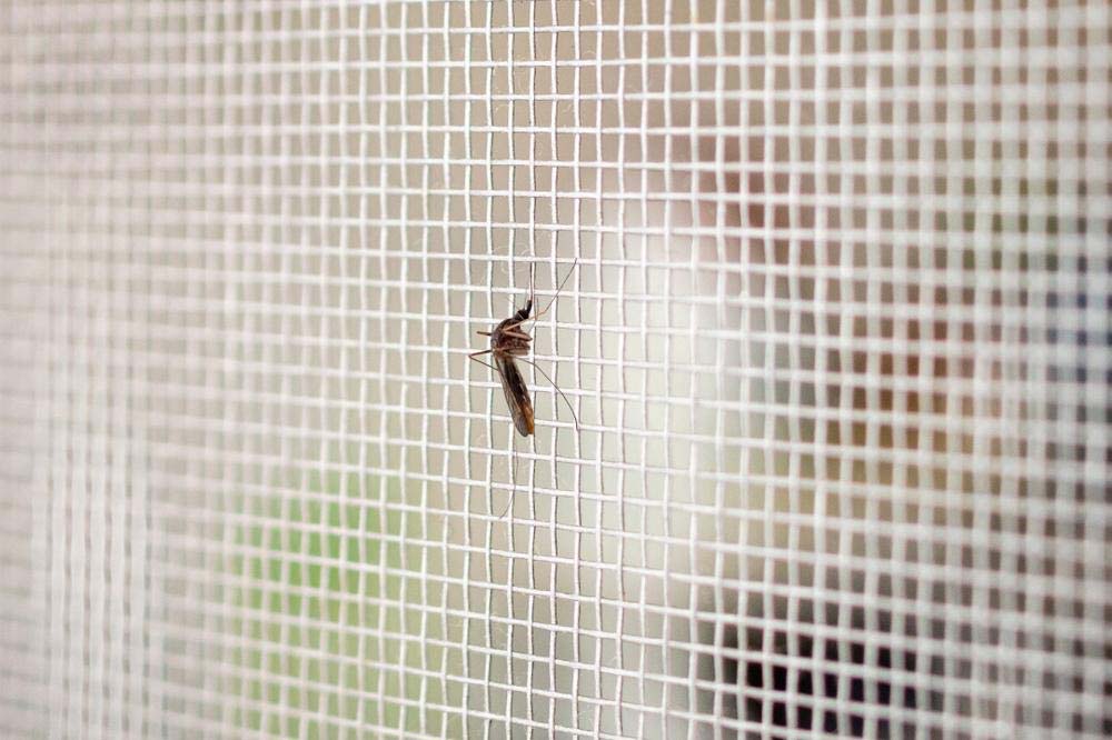 Toldelux mosquitera